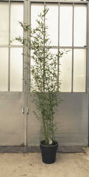 Bamboo