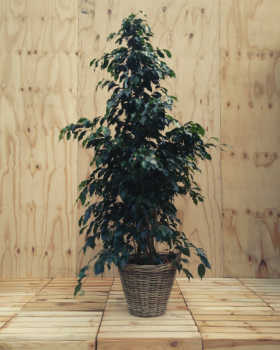 Ficus