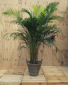 Palm