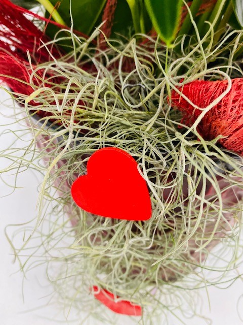 Anthurium Valentijn in pot - Afbeelding 3