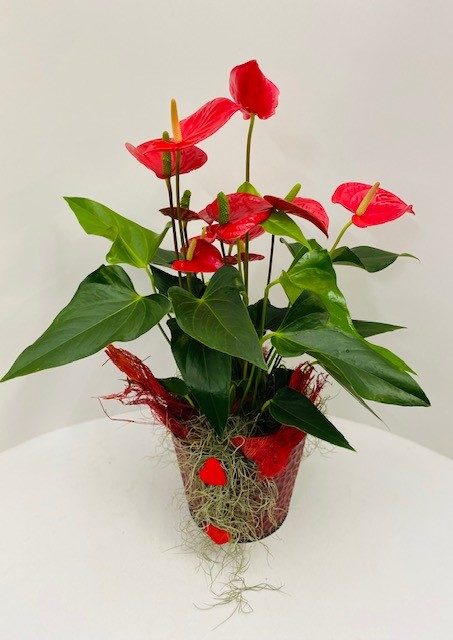 Anthurium Valentijn in pot