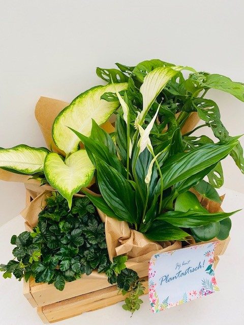 Houten kist vol planten - Afbeelding 3