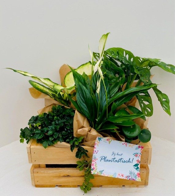 Houten kist vol planten - Afbeelding 2