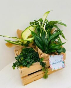 Plantenbox           (€29,5 per box)