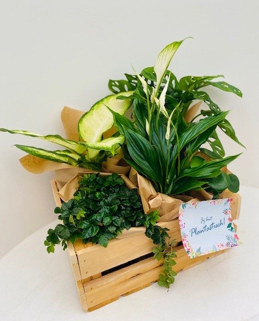 Plantenbox (€29,5 per box)