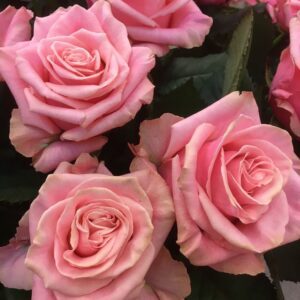 Roze Roos